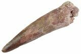 Fossil Spinosaurus Tooth - Real Dinosaur Tooth #367977-1